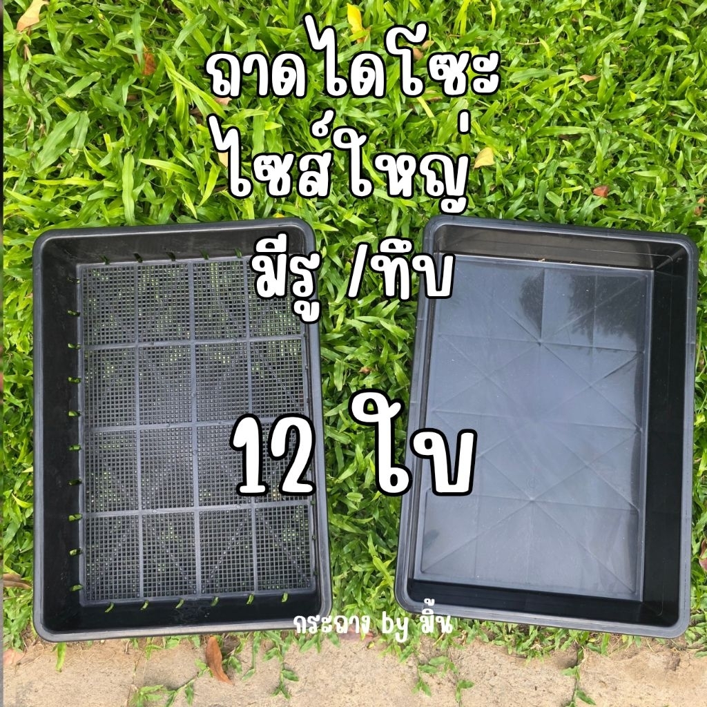 [12ใบ] ถาดไดโซะไซส์ใหญ่ มีรู/แบบทึบ ถาดเพาะต้นอ่อน เพาะกล้า เพาะชำ เพาะเมล็ด