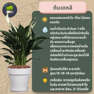 💤🤍ต้นเดหลี Peace Lily พร้อมกระถาง+เม็ดPopper+จานรอง+ขาตั้งไม้สน (ต้นไม้ฟอกอากาศ)