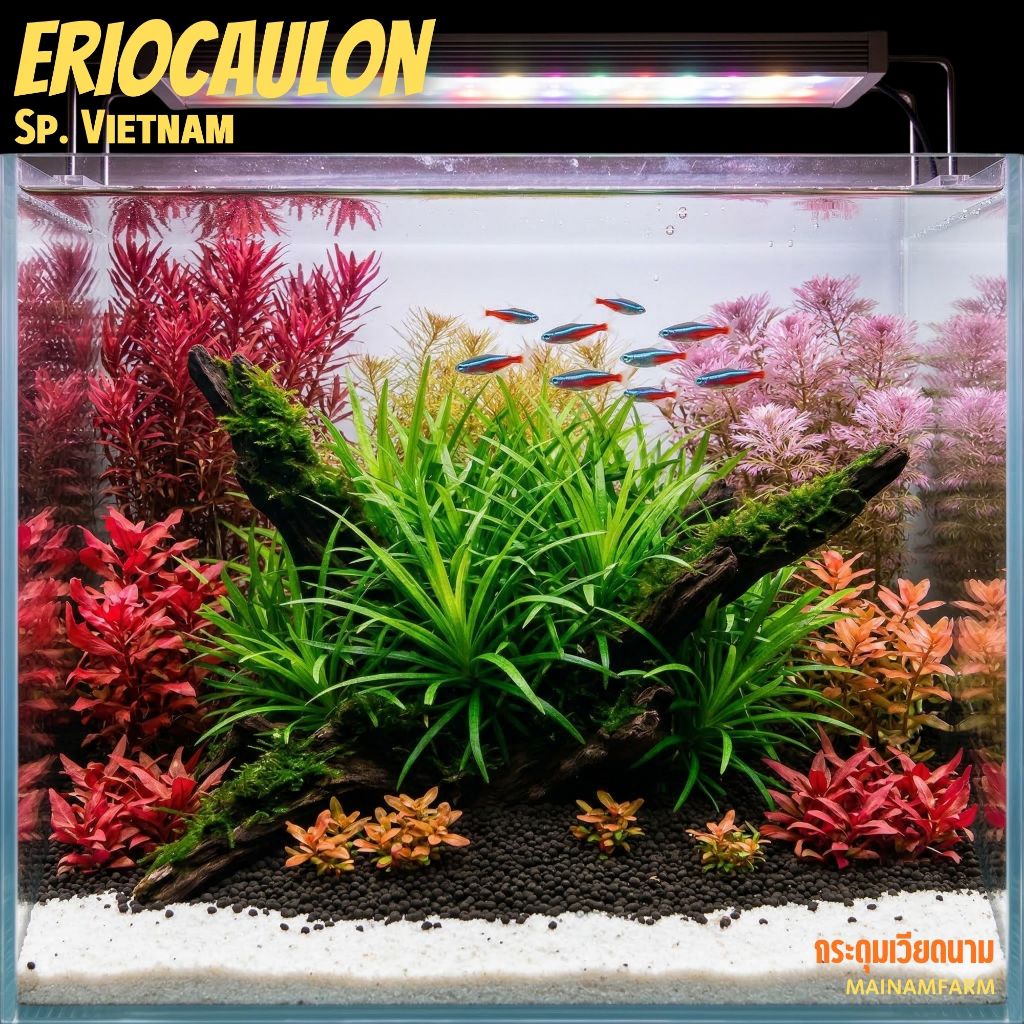 กระดุมเวียดนาม – ERIOCAULON SP. VIETNAM ต้นไม้น้ำ