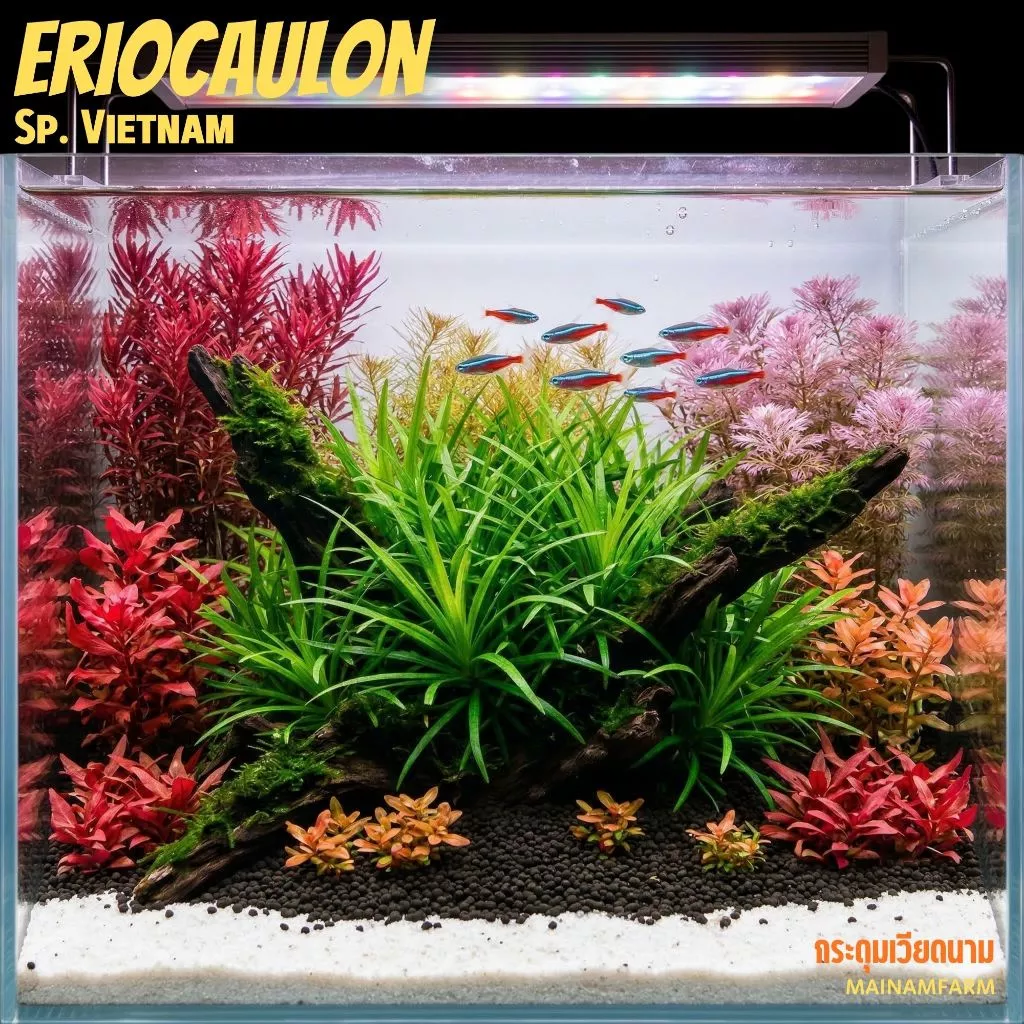กระดุมเวียดนาม – ERIOCAULON SP. VIETNAM ต้นไม้น้ำ