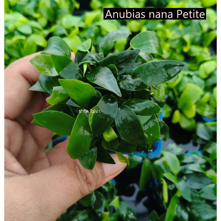 Anubias nana Petite  ยกพอท ร้านปาร์คไม้น้ำ พร้อมส่ง