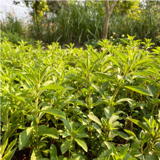 เมล็ดพันธุ์ หญ้าหวาน สตีเวีย Sugarleaf Stevia Seed 200 เมล็ด คุณภาพดี ของแท้ 100%