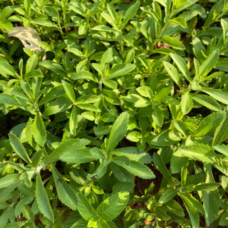 เมล็ดพันธุ์ หญ้าหวาน สตีเวีย Sugarleaf Stevia Seed 200 เมล็ด คุณภาพดี ของแท้ 100%