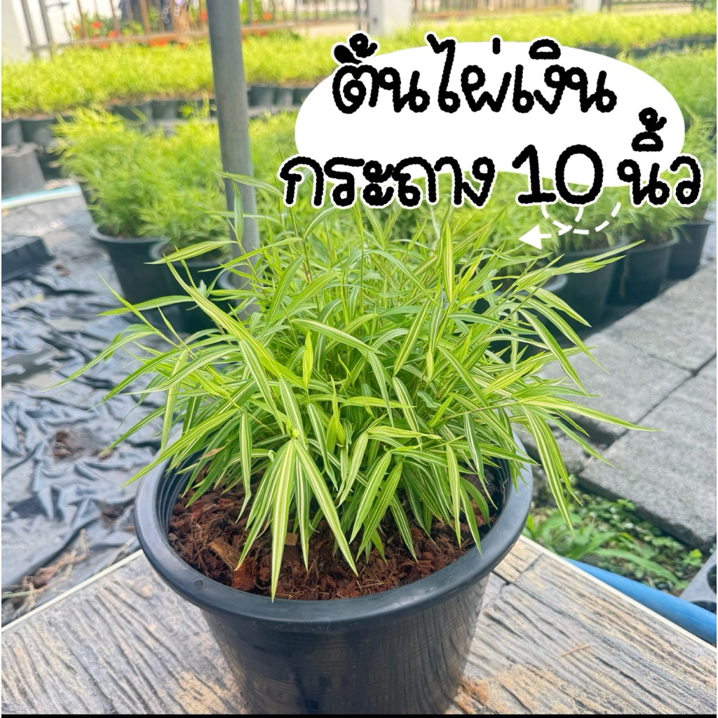 ต้นไผ่เงิน ต้นไผ่แมว ขนาด 10 นิ้ว ฟอร์มสวย