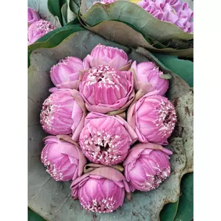 บัวชมพู ช่อดอกบัวพับใหญ่ ไหว้พระ 10 ดอก 19 ดอก สีชมพู ส่งตรงจากปากคลองตลาด [ส่งทันทีในวัน⚡]