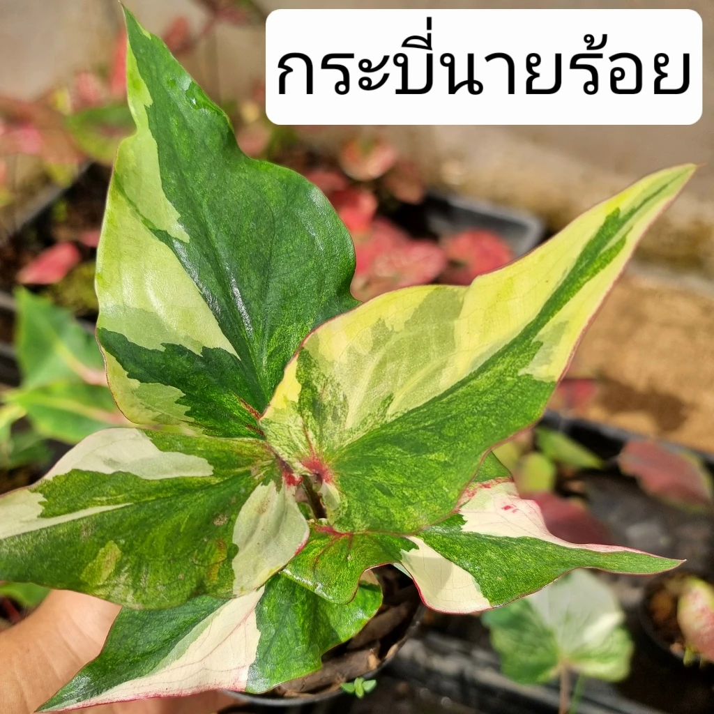 บอนสี กระบี่นายร้อย ส่งทั้งกระถาง 4 นิ้ว ขนาดตามรูปที่ 2-8 แชทเลือกต้นได้ค่ะ ไม้ฟอกอากาศ ไม้มงคล ไม้ประดับ ไม้สวยงาม