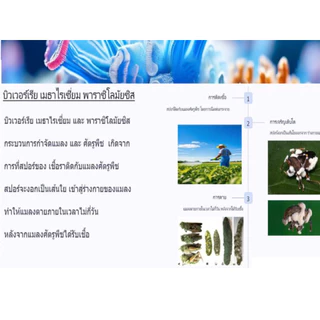 หัวเชื้อ บิวเวอร์เรีย+เมธาไรเซียม+ พาซิโลมัยซิส สำหรับ กำจัดและป้องกัน เพลี้ย และ แมลงศัตรูพืช