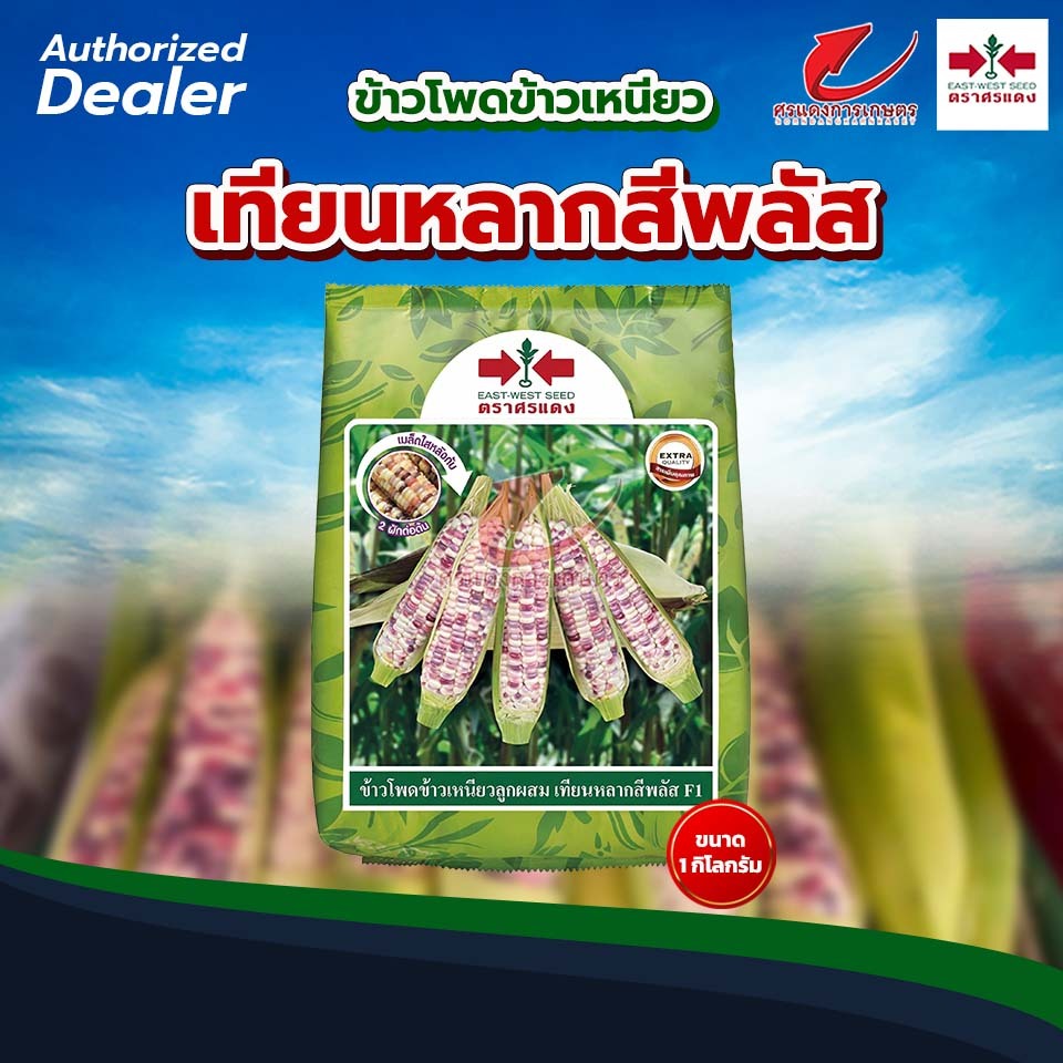 ข้าวโพดข้าวเหนียวเทียนหลากสีพลัส 1,000เมล็ด และ 1 กิโลกรัม