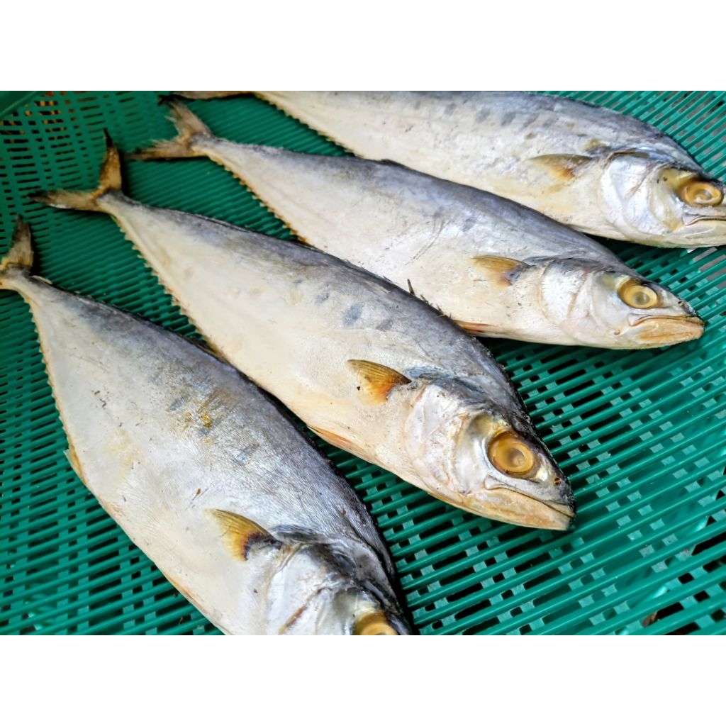 🐟 คาปลาสีเสียด / ปลาใบไม้ตากแห้งแท้ ขนาด 500 กรัม และ 1 กิโลกรัม
