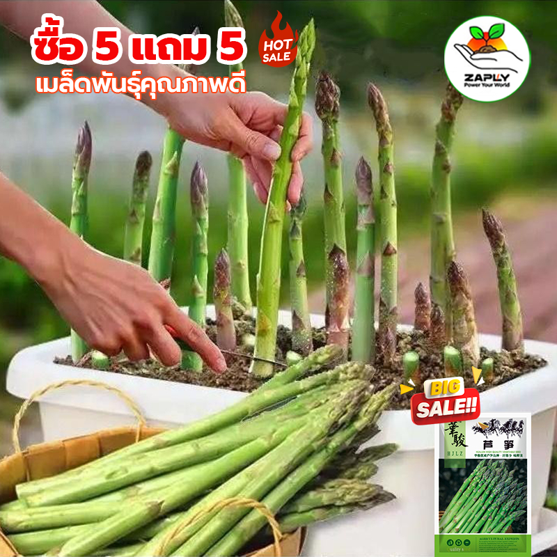 【ซื้อ 5 แถม 5 ฟรี】เมล็ดพันธุ์ หน่อไม้ฝรั่ง ชุดละ 5000 เมล็ด พันธุ์ดี ทานอร่อย งอกง่าย