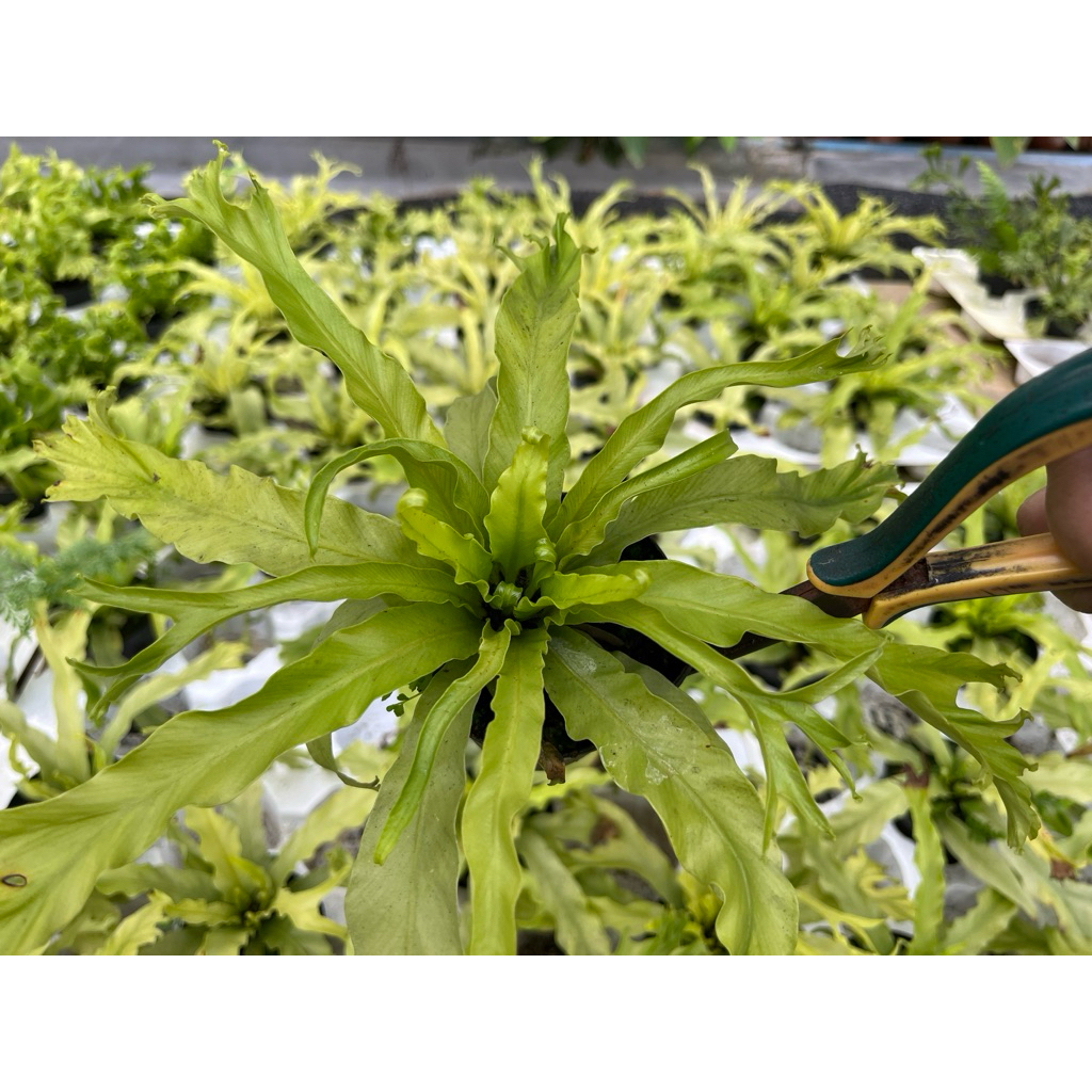 Asplenium Hybrid  sp