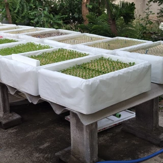 ถุงรองกล่องโฟม กล่องกุ้งสีขาวแบบใหม่ (1 แพ็คมี 24 ใบ) ปลูกผักไฮโดรโปนิกส์