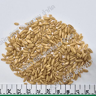 ข้าวโอ๊ตเต็มเมล็ด สำหรับหุง ขนาด 1 กิโลกรัม Raw Oat Groats 1 kg