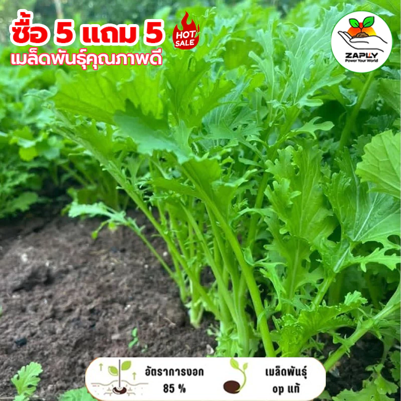 【ซื้อ 5 แถม 5 ฟรี】ผักวาซาบิไทย ผักกาดหิ่น ผักกาดเขียวน้อย 5000เมล็ด เมล็ดพันธุ์ ปลูกง่าย โตเร็ว