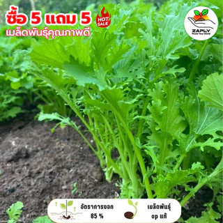 【ซื้อ 5 แถม 5 ฟรี】ผักวาซาบิไทย ผักกาดหิ่น ผักกาดเขียวน้อย 5000เมล็ด เมล็ดพันธุ์ ปลูกง่าย โตเร็ว