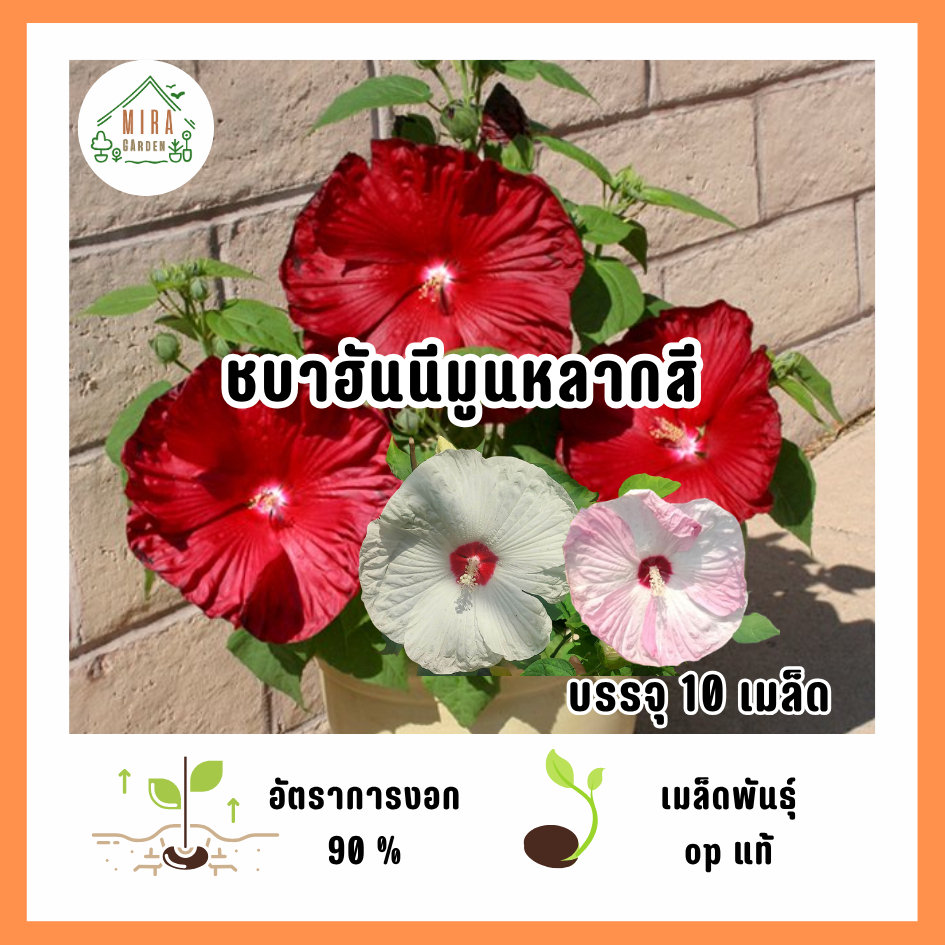 เมล็ดพันธุ์ชบาฮันนีมูนหลากสี 10 เมล็ด