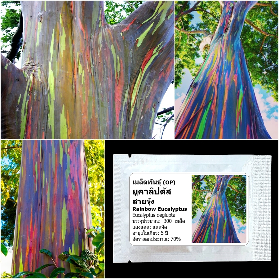 เมล็ดพันธุ์ ยูคาลิปตัส สายรุ้ง Rainbow Eucalyptus Seed 300 เมล็ด คุณภาพดี ของแท้ 100%