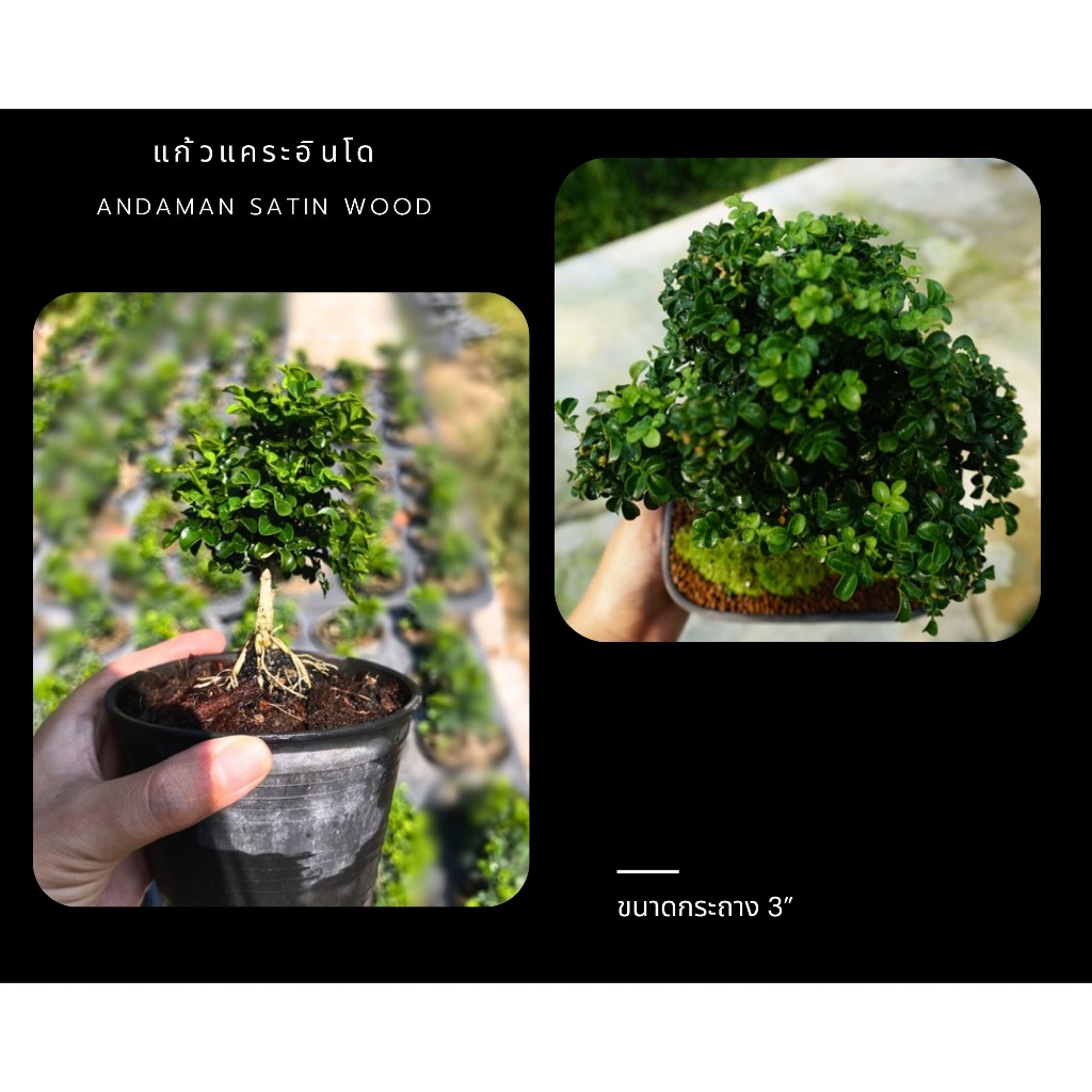 แก้วแคระอินโด Andaman Satinwood 🌳แก้วมงคล