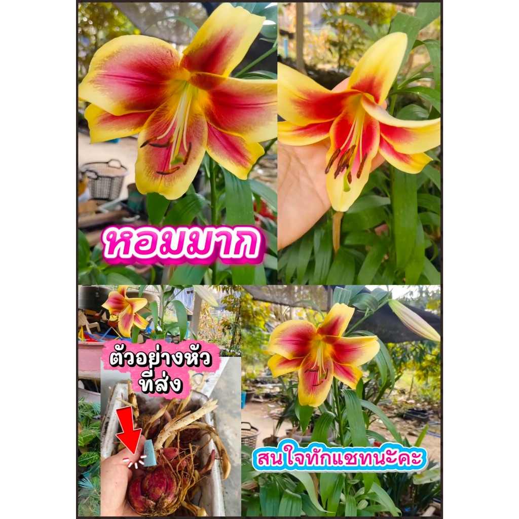 หัว ลิลลี่ พันธุ์ฟลาเวีย Lily Flavia ดอกใหญ่ ต้นสูง กลิ่นหอม สีสด