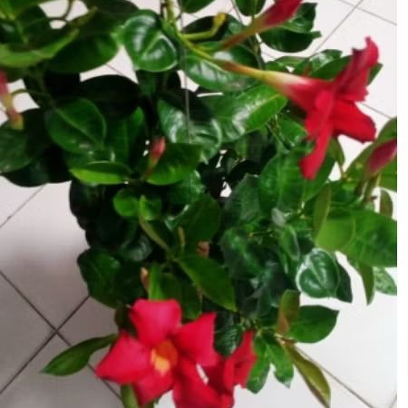 อมรเบิกฟ้าสีแดง,(.Rose dipladenia.)129บ
