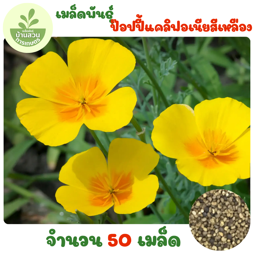 เมล็ดพันธุ์ดอกป๊อปปี้แคลิฟอเนียสีเหลือง 50 เมล็ด
