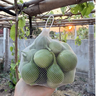 ลูกผักสาบ ผักอีนูนสดจากสวน ขนาด 500 หรือ 1000 กรัม พร้อมส่ง