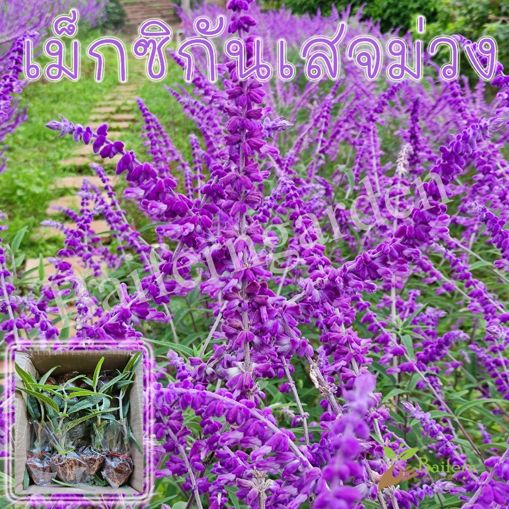 ต้นกล้าดอกเม็กซิกันเสจม่วง (Santa Barbara Mexican Sage Purple) รากเยอะพร้อมปลูก ทนแล้ง ดอกสวย อายุหลายปี