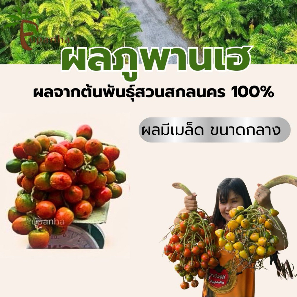ผลภูพานเฮ1กกส่งตรงจากสวนสกลนคร ผลภูพานเฮจะเปลี่ยนสี มีทั้งสีส้ม สีแดง สีเหลือง หรือเขียว