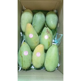 มะม่วงน้ำดอกไม้มันสดจากสวน กินดิบกรอบมัน กินสุกหวานหอมอร่อย …