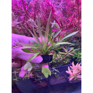 [Min]อเมซอนแคระ ลามตามพื้นใบแหลมยาวปานกลาง 4ต้นต่อ1ลูก low tech ได้ ต้นต้นจะเล็กลงอีก