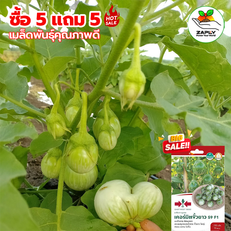 【ซื้อ 5 แถม 5 ฟรี】เมล็ดพันธุ์มะเขือเปราะกลมเขียวไทย (มะเขือคางกบ / มะเขือคำเดียว) พร้อมปลูก