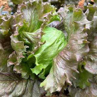 เมล็ดผักสลัด สีแดง คัดมือ ปี 69 คุณภาพดี ราคาถู๊ก 0.5 กรัม 300-400เมล็ดขึ้นไป