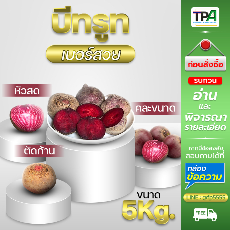 บีทรูทBeet root (หัวสด-ตัดก้าน-02) 5 ,10 Kg.- คละขนาด มีตำหนิร่องรอยตัดแต่ง