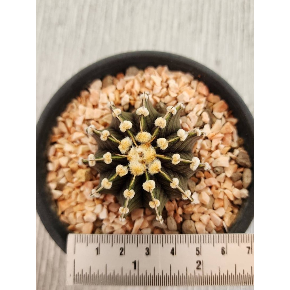 ต้นยิมโน LB / VOS hybrid 11พู (Gymnocalycium LB2178/VoS1241 hybrid) size 5.5cm ไม้เมล็ด ชอบแดดมาก ไม