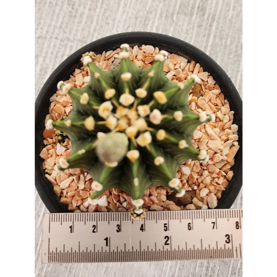 ต้นยิมโน LB / VOS hybrid 12พู (Gymnocalycium LB2178/VoS1241 hybrid) size 7cm ไม้เมล็ด ชอบแดดมาก ไม่ต