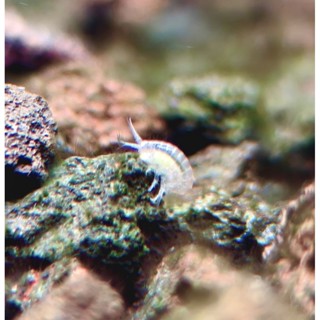 Scuds กุ้งน้ำจืดขนาดเล็ก สิบตัว