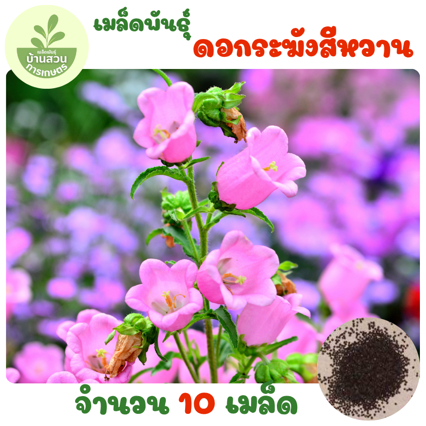 เมล็ดพันธุ์ดอกระฆังสีหวาน 10 เมล็ด