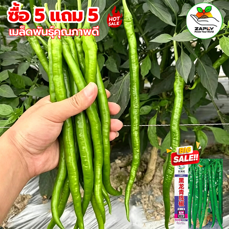 [ซื้อ 5 แถม 5 ฟรี]เมล็ดพันธุ์พริก Long 600 เมล็ด งอกง่ายผลยาว งอกดี โตไว เม็ดผัก ผักสวนครัว พืชผัก ปลูกผัก