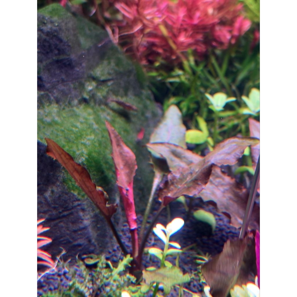 Cryptocoryne lutea hobbit