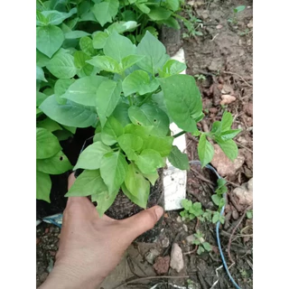 🌿🔥 ต้นอ่อมแซบป่า สั่ง 5 แถม 1