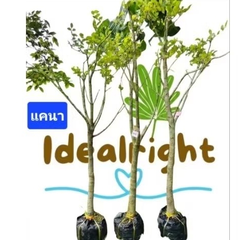 💥กดกล่องละ1ต้น💥 ต้นแคนา ต้นใหญ่ อ้วนๆ ฟอร์มสวย ต้นไม้มงคลให้ร่มเงา สูง 1.8เมตรขึ้นไป พร้อมส่งค่ะ