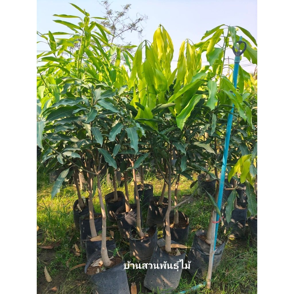ต้นมะม่วง พันธุ์กะล่อน หรือมะม่วงบ่ายโบก ต้นเสียบยอด สูง 1.3-1.6 เมตร