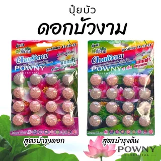 ปุ๋ยบัว ปุ๋ยบอน ปุ๋ยไม้น้ำ เร่งดอก เร่งโต เร่งใบ สีสวย น้ำไม่ขุ่น ปลาไม่ตาย ช่องาม Golden flower
