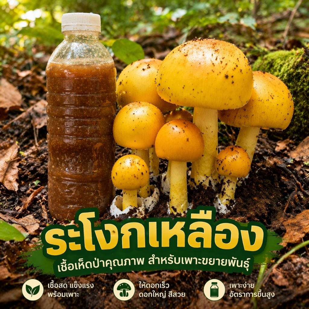 เชื้อเห็ดระโงกเข้มข้น | สูตรเส้นใยบริสุทธิ์ เดินเชื้อเร็ว | โอกาสเกิดสูงขึ้น | สูตรเฉพาะ| 600 มล.