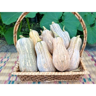 เมล็ดฟักทองใบเตยแปดริ้ว กลิ่นหอมมมมม(25 เมล็ด)