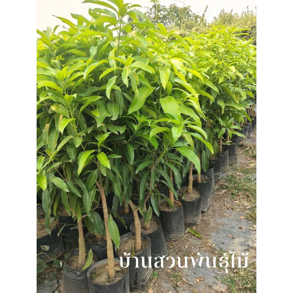 ต้นมะม่วง พันธุ์เบาใต้ ทวาย ต้นเสียบยอด สูง 1.4-1.6 เมตร