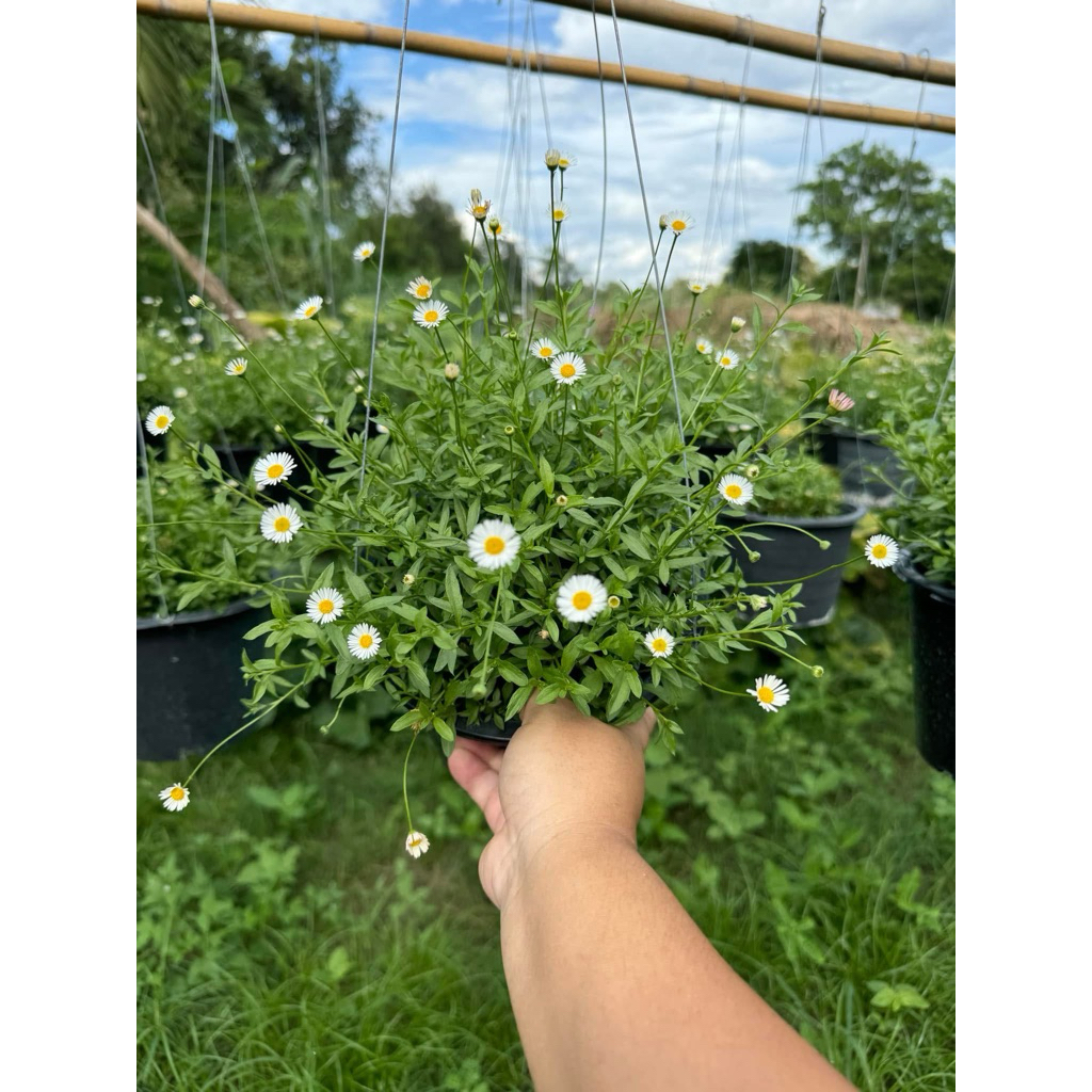 เดซี่เลื้อยไข่ดาว Santa Barbara daisy //ดอกไม้กินได้