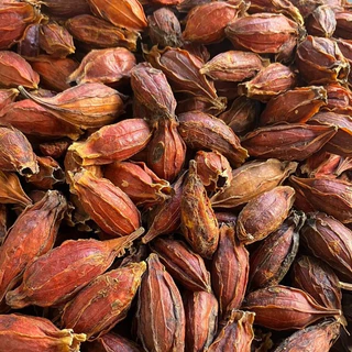 เม็ดพุดจีน 500 กรัม จุยกีจี้ เม็ดทำสีเก๊กฮวย เม็ดทำสี
