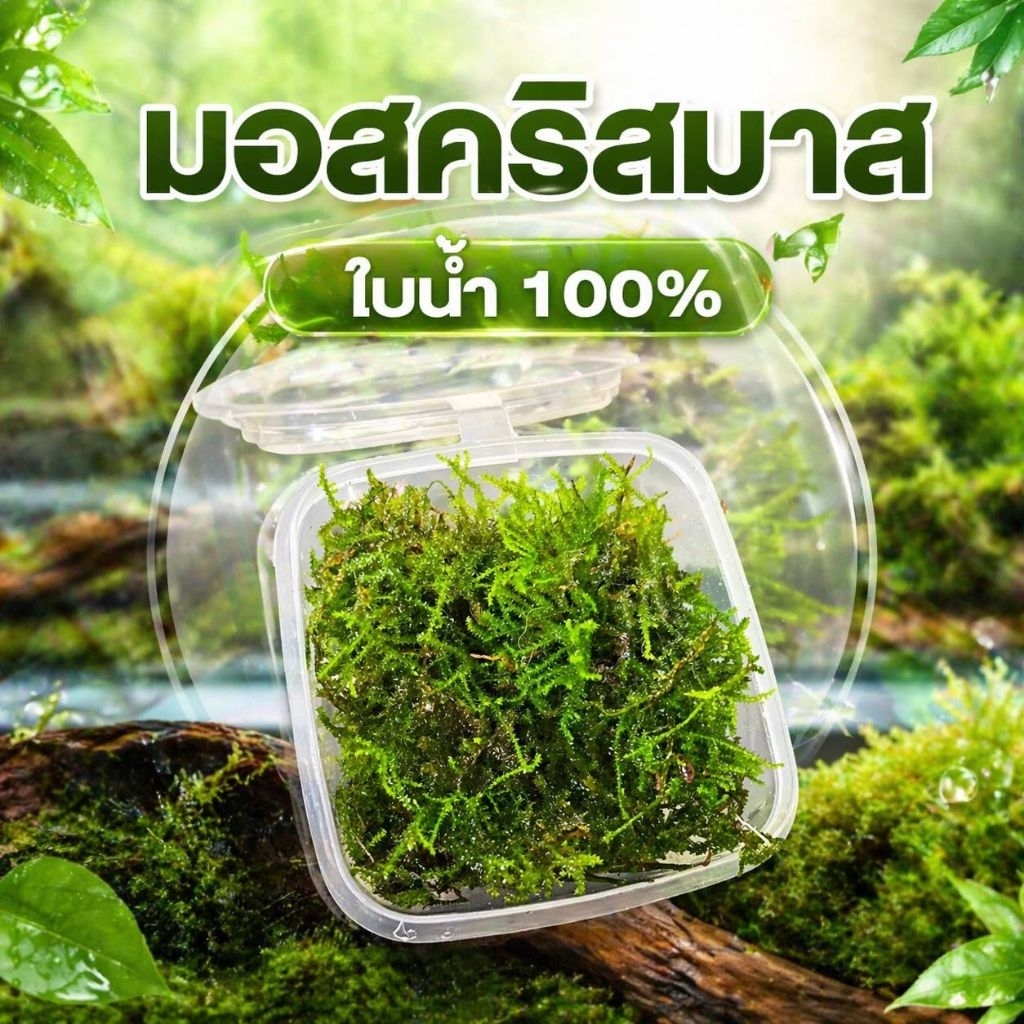 มอสคริสมาสเกรดA เกรดตู้ไม้น้ำใบน้ำ100%