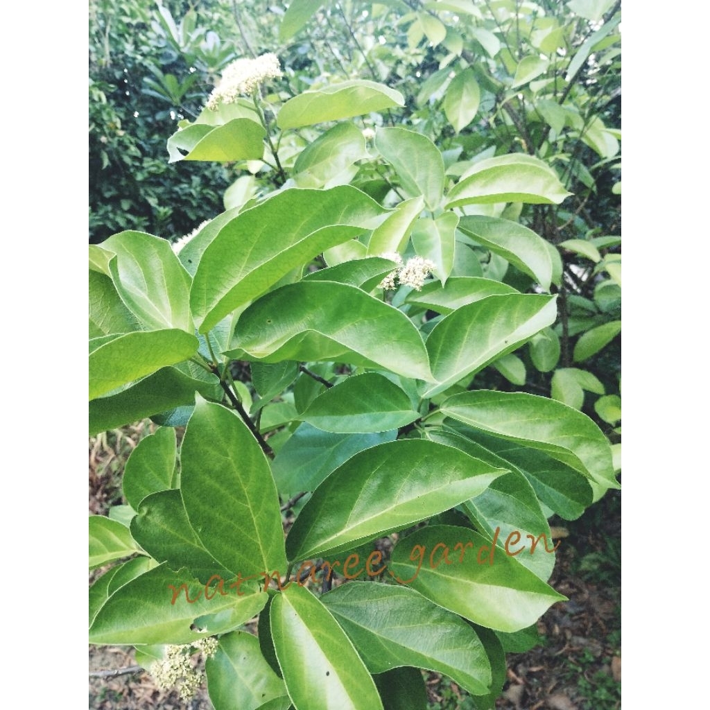 ใบเยลลี่ หรือ Cincau Hijau (เฉาก๊วยเขียว) จำนวน 40 ใบ